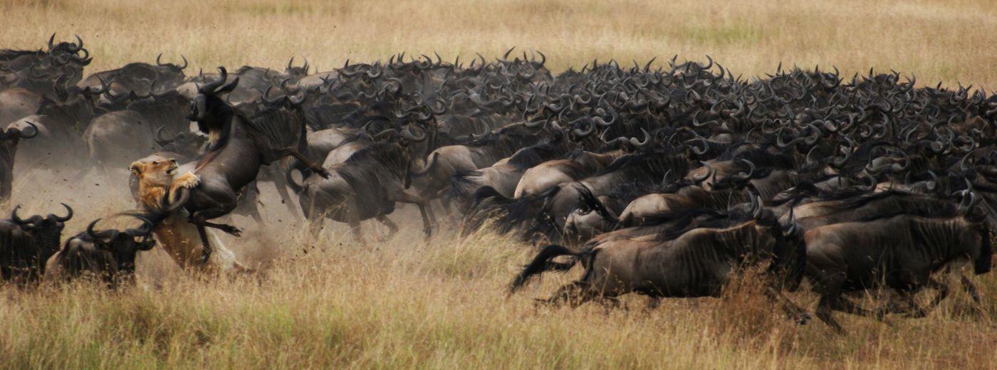 Mara Plains Camp