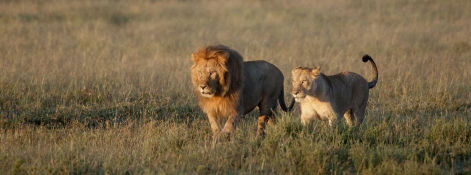 Serengeti Sopa Lodge