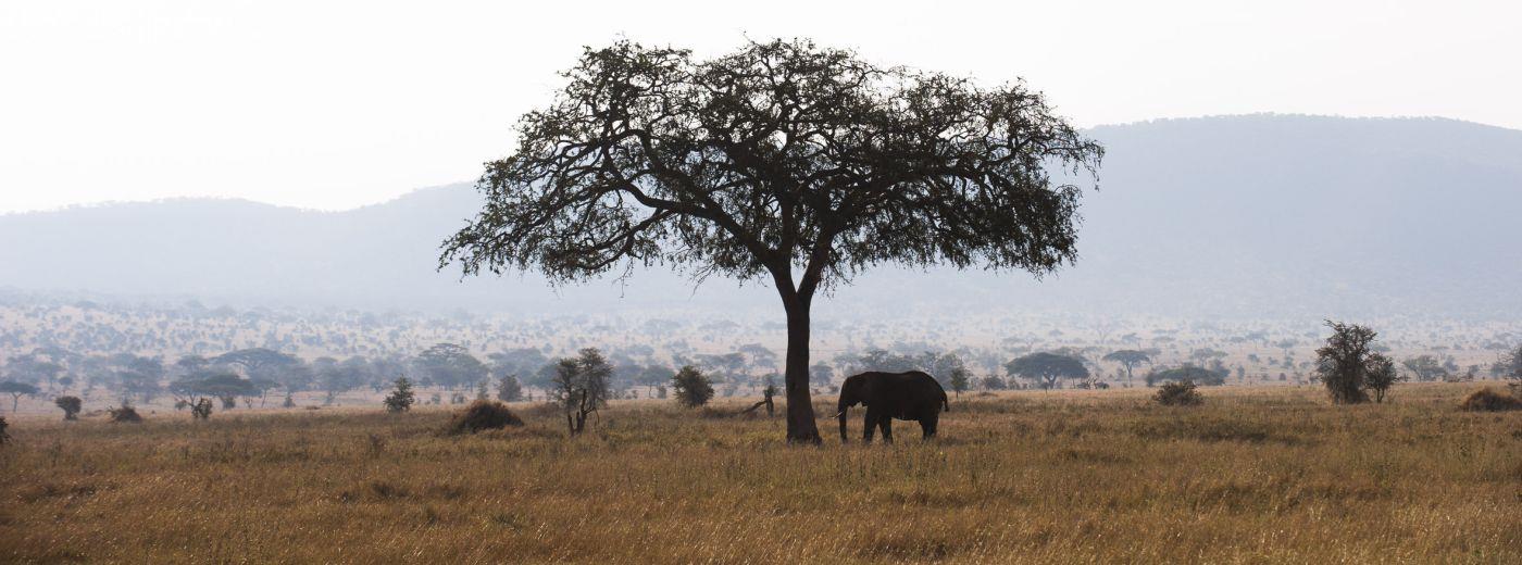 Serengeti Kati Kati Camp