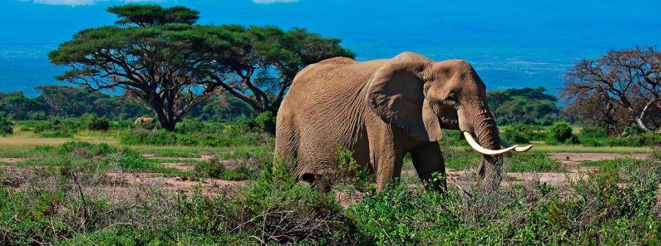 Amboseli Sopa Lodge