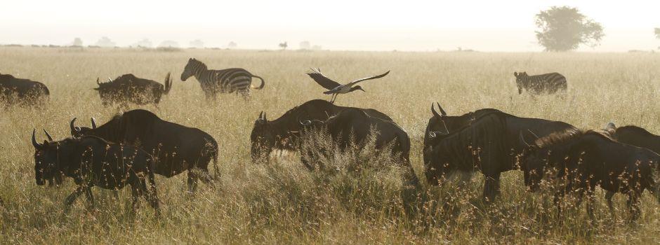 Mapito Tented Camp