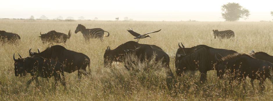 Mapito Tented Camp