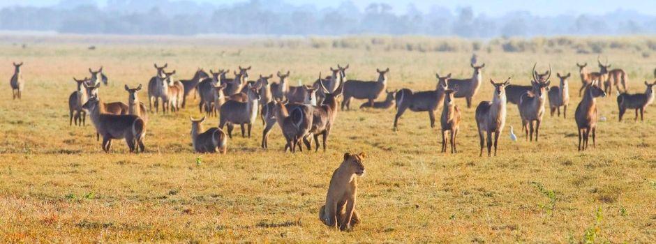 Chitengo Safari Camp