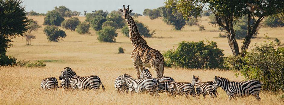 Serengeti Bushtops