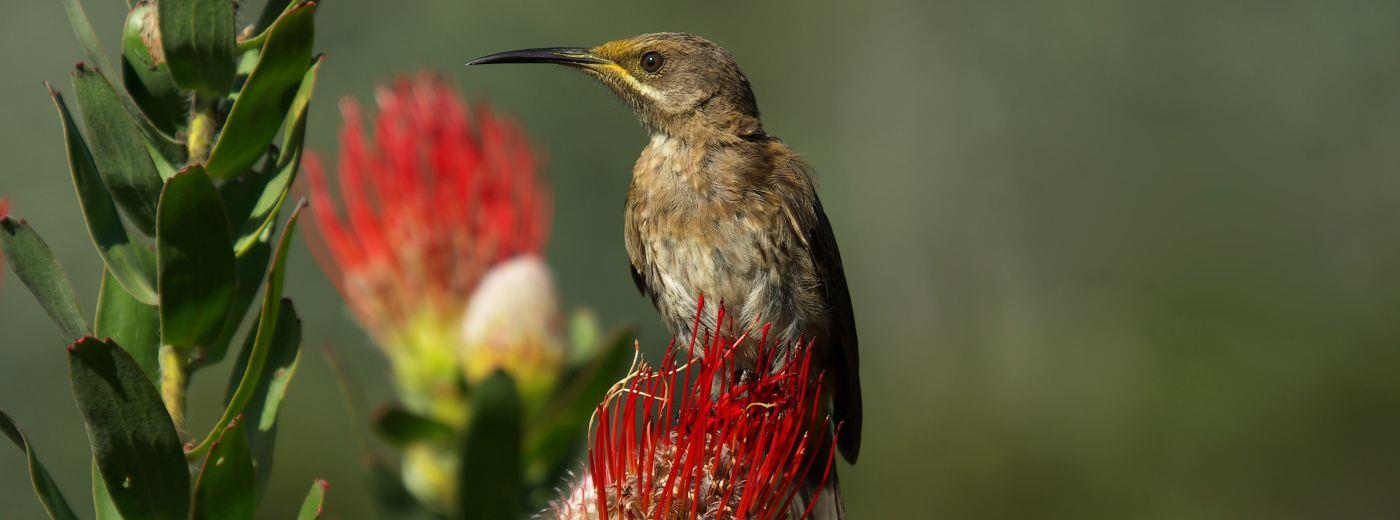 Swellendam Country Lodge