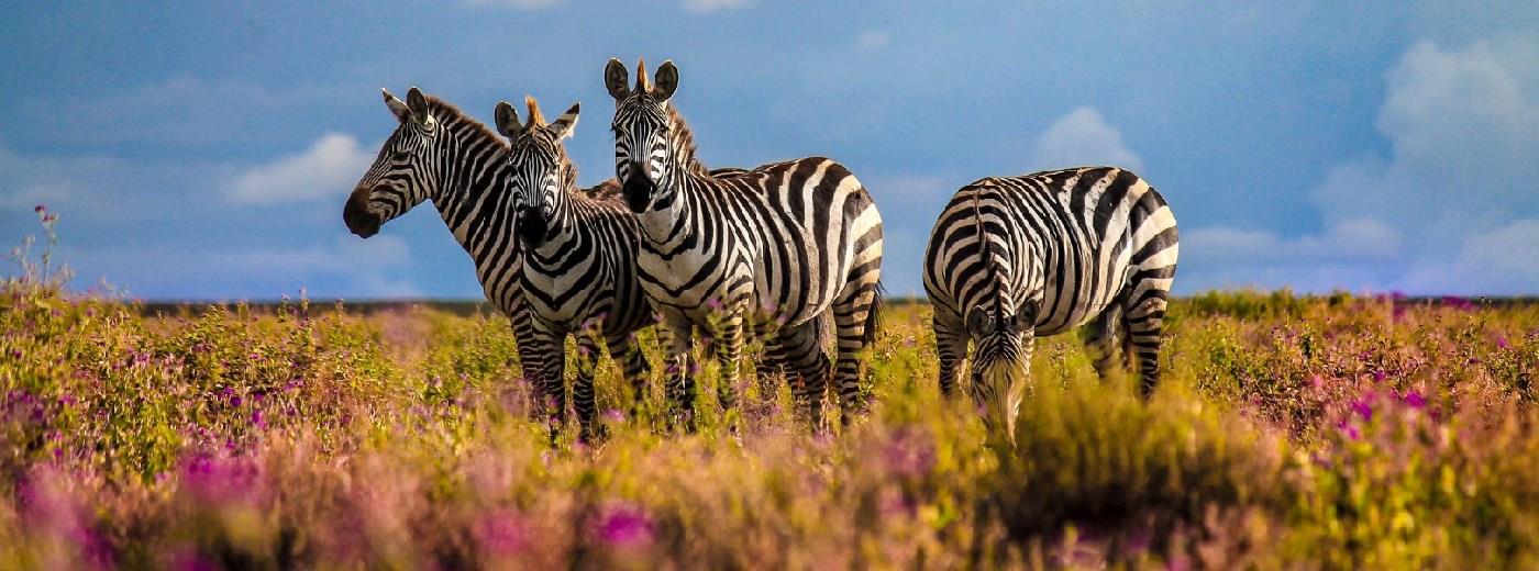 Ndutu Safari Lodge