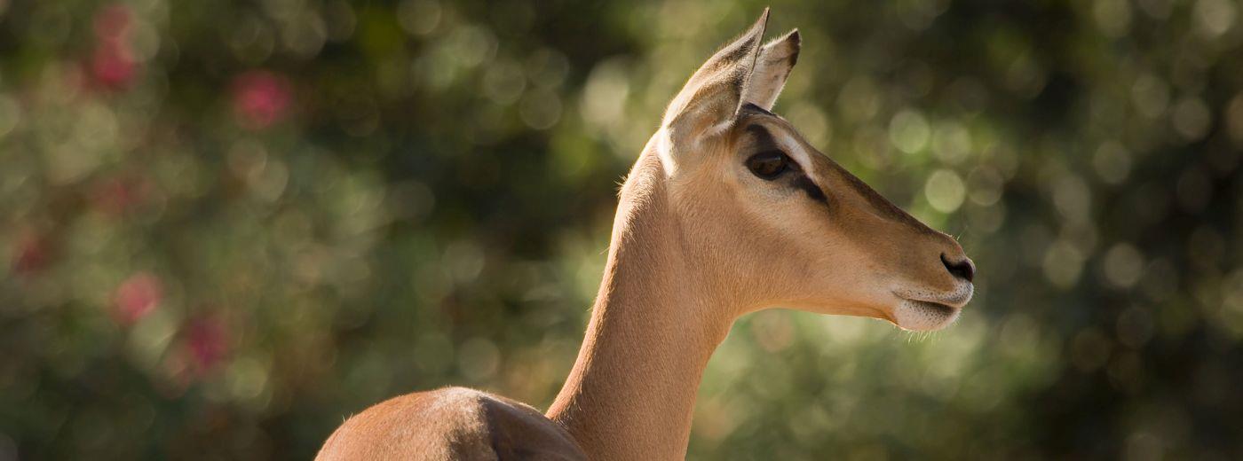 Nambiti Plains Private Game Lodge