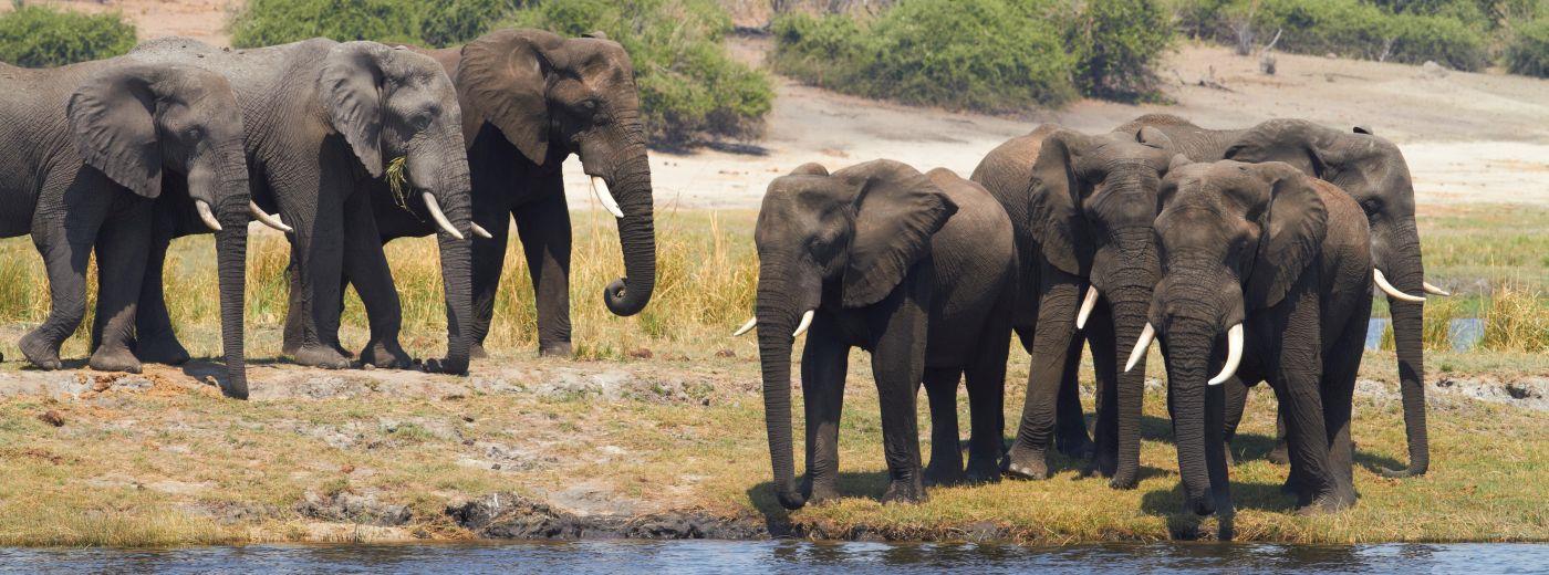 Chobe Elephant Camp