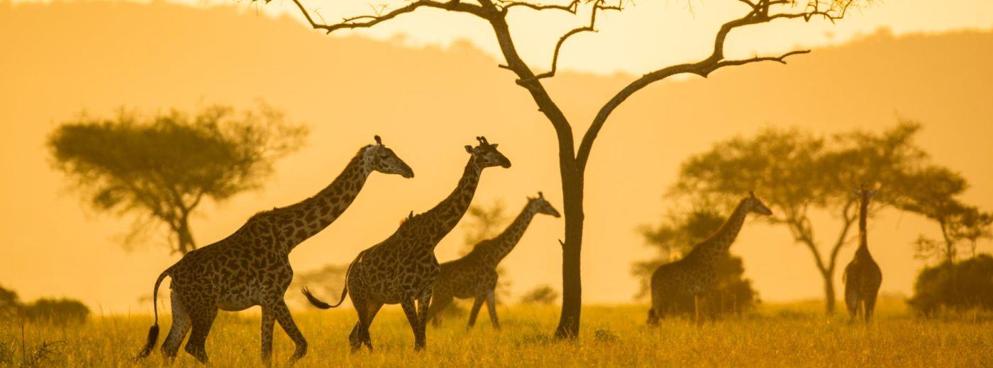 Serengeti Pioneer Camp