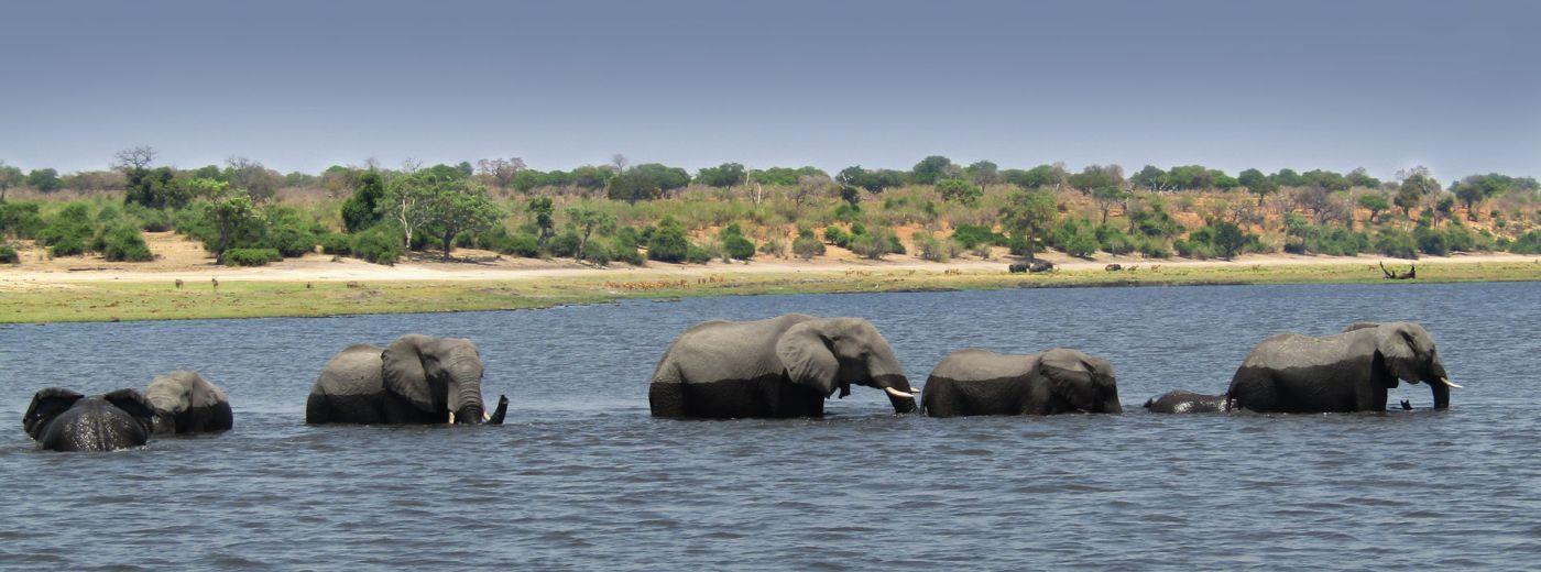 Chobe Bush Lodge