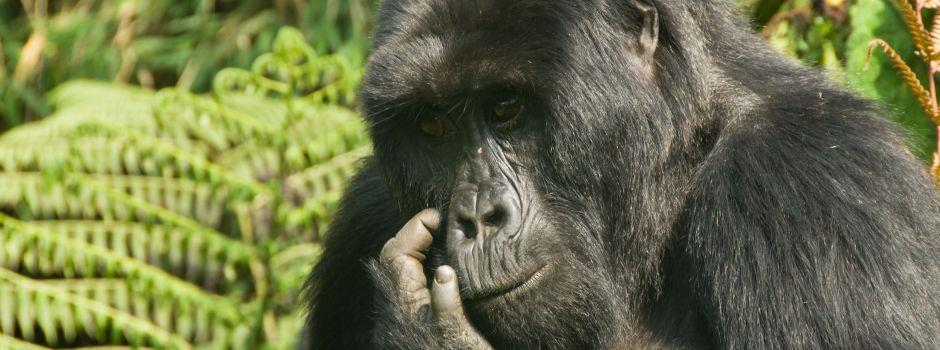 Mountain Gorilla View Lodge