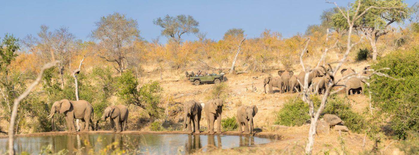 nDzuti Safari Camp