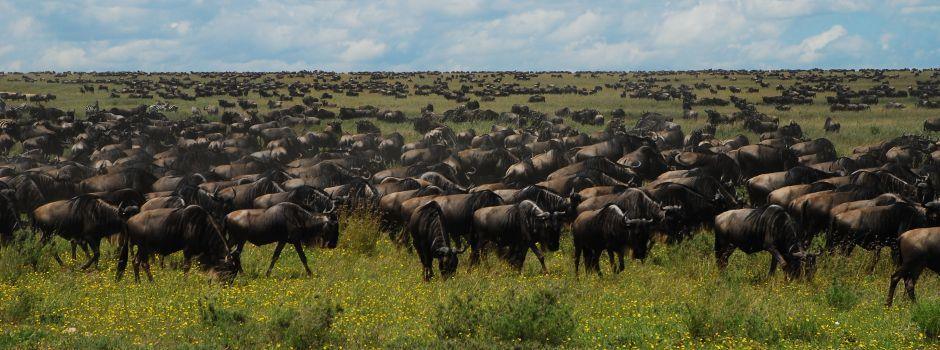 Serengeti North Wilderness Camp