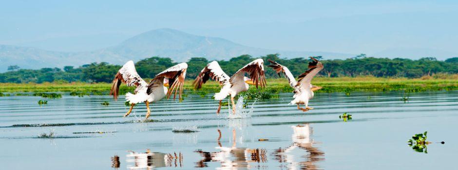 Lake Naivasha Sopa Resort