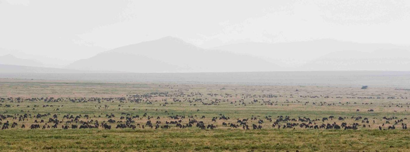 Serengeti Ndutu Kati Kati Tented Camp