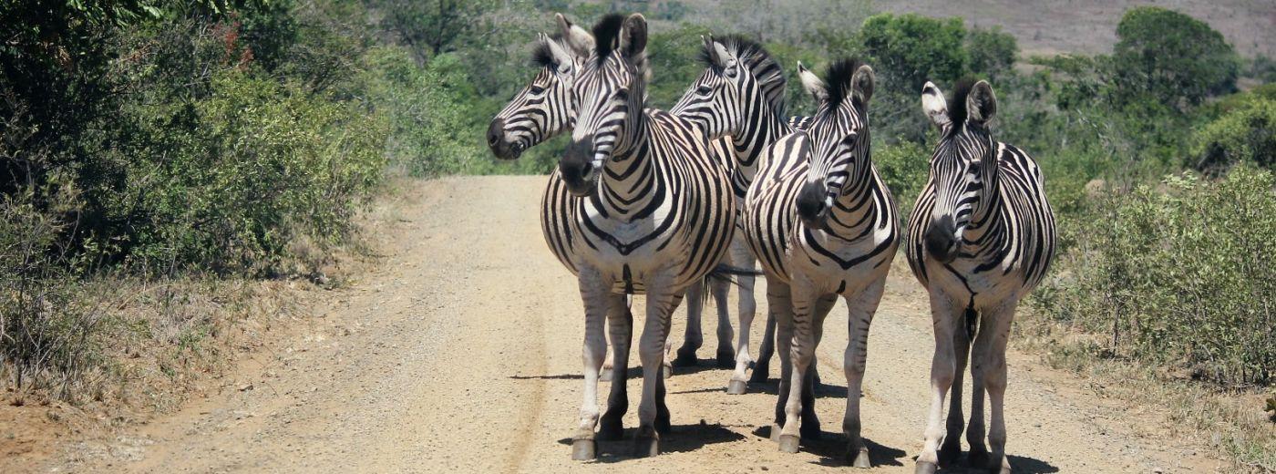 Rhino Ridge Safari Lodge