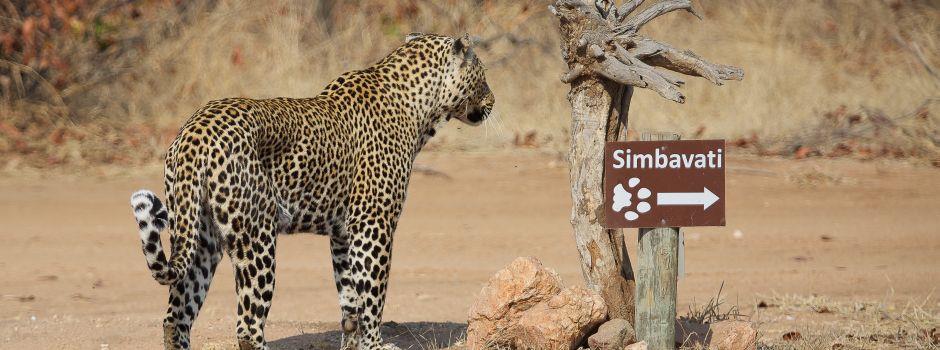 Simbavati Hilltop Lodge