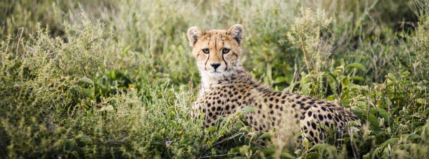 Sanctuary Kichakani Serengeti Camp (North)