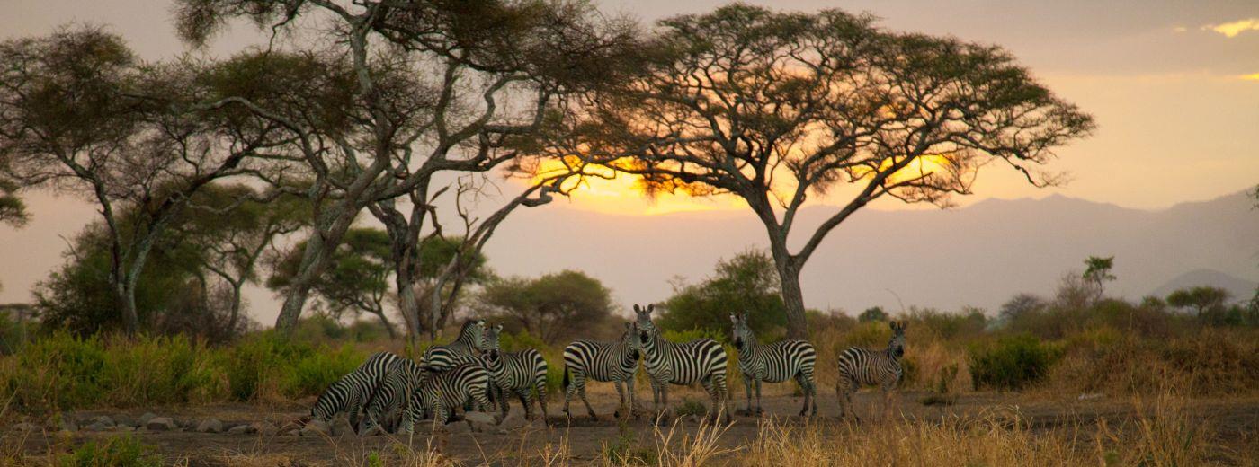 Tarangire Simba Lodge