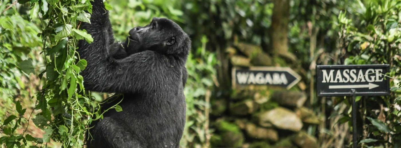 Bwindi Lodge