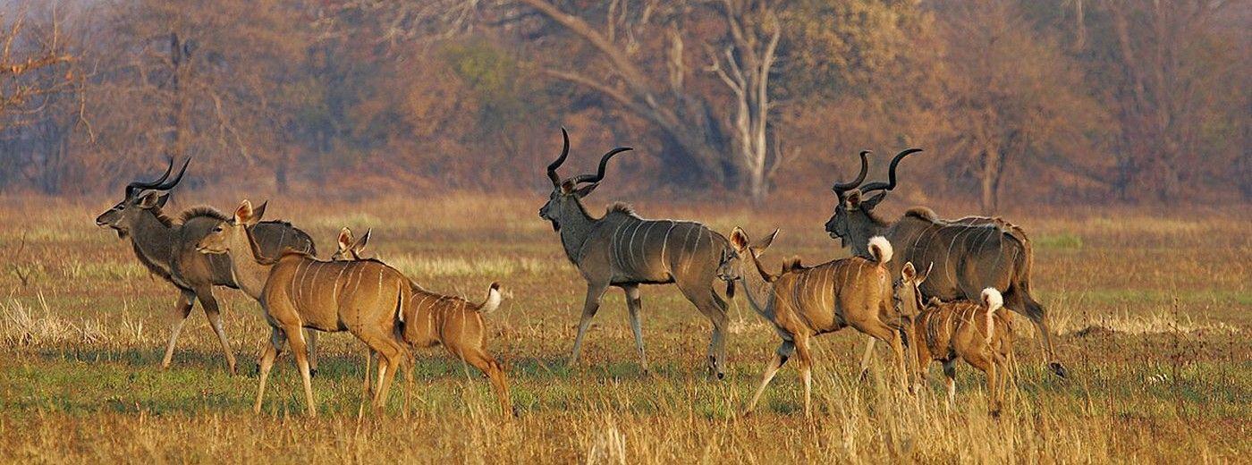 Nanzhila Plains Safari Camp