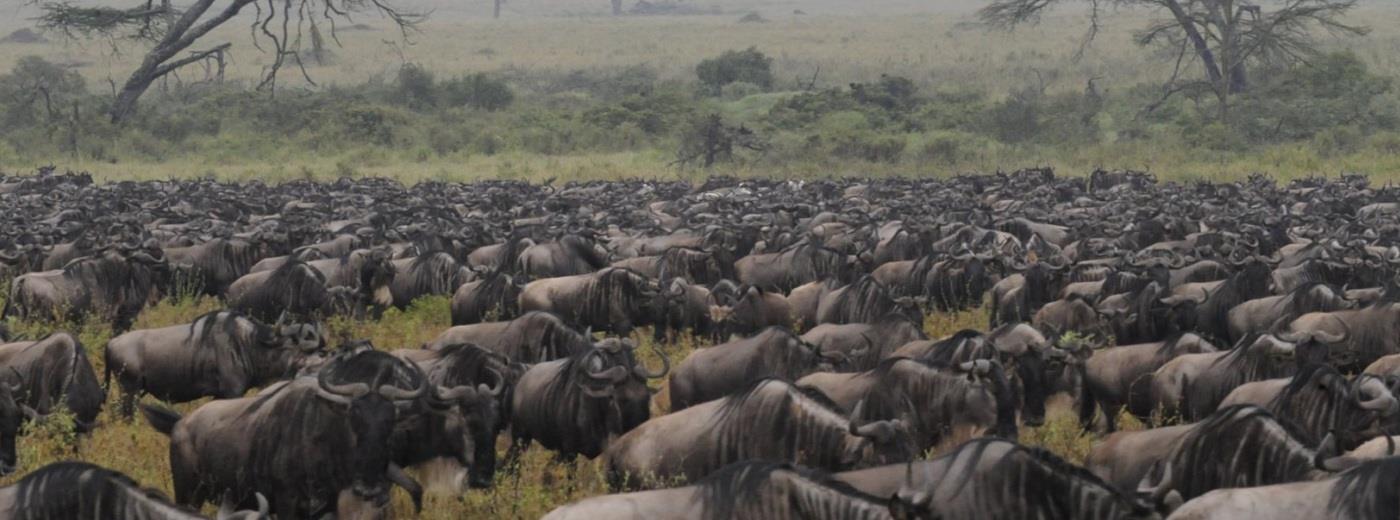 Lake Ndutu Luxury Tented Lodge