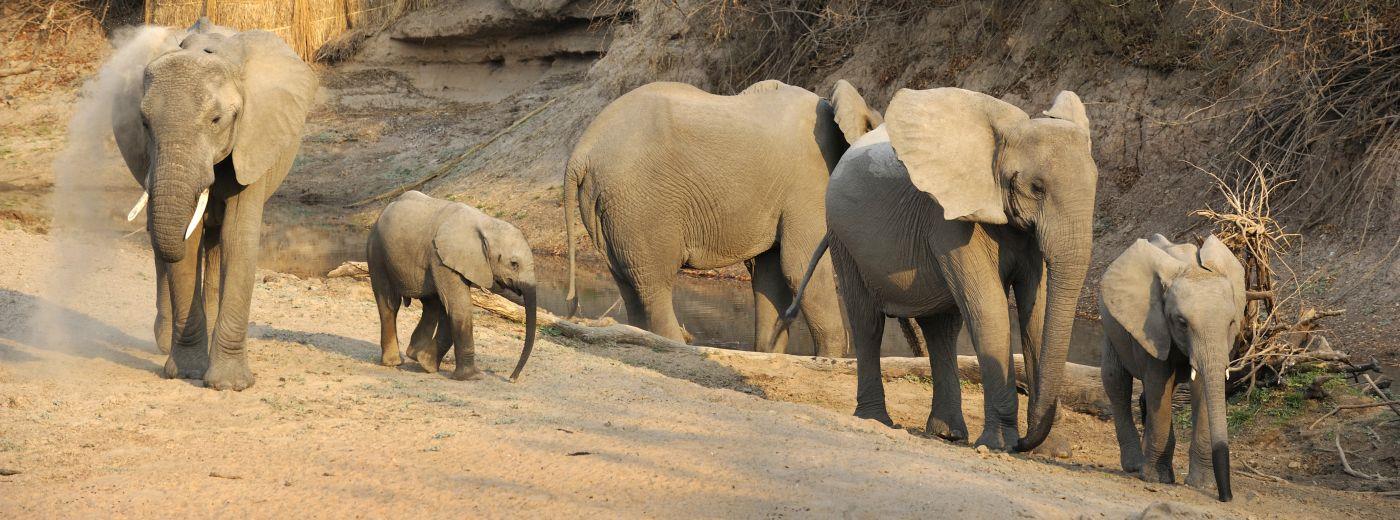 Mwamba Bush Camp