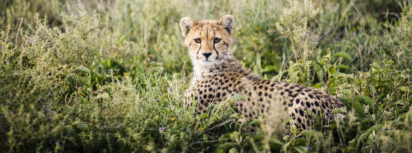 Sanctuary Kichakani Serengeti Camp (South)