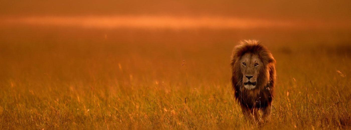 Looking Out over the Mara River