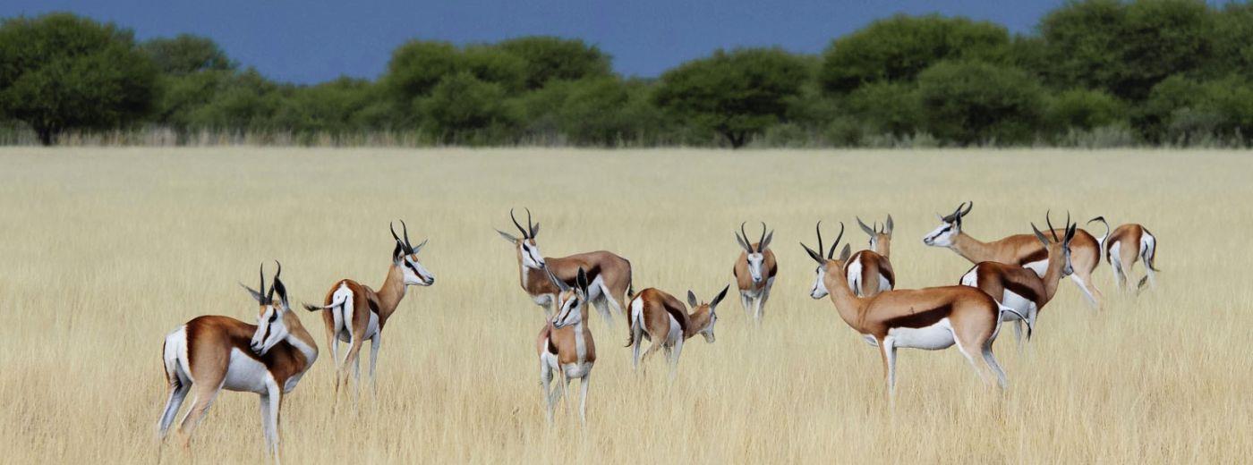 Kalahari Plains Camp