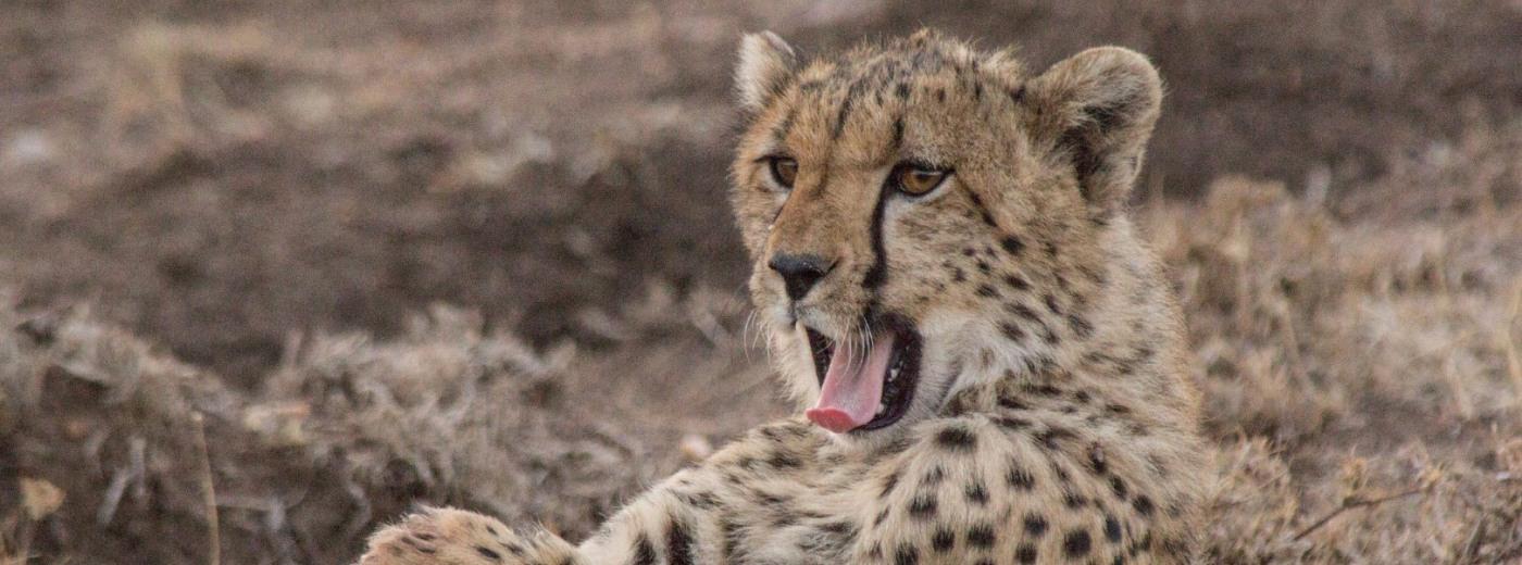 Porini Cheetah Camp