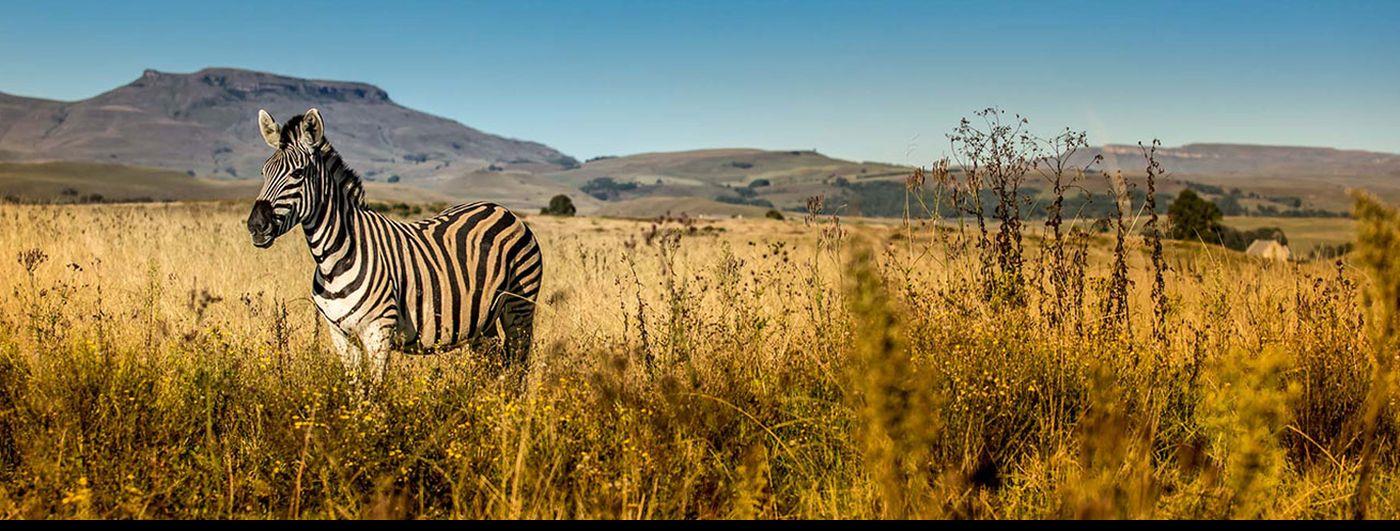 Umzolozo Safari Lodge