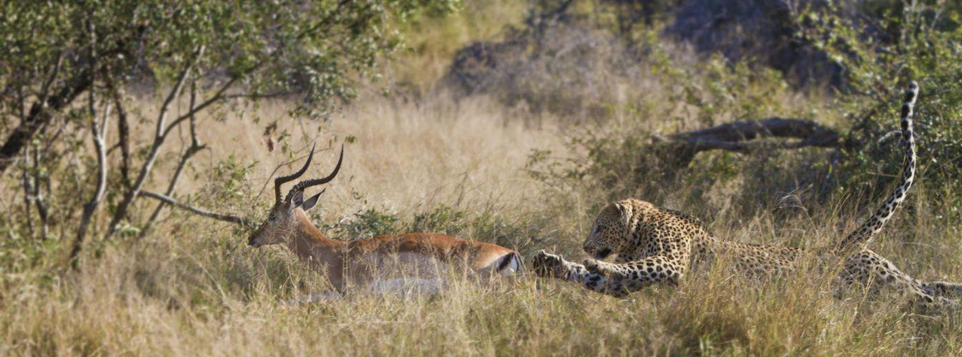 Londolozi Pioneer Camp