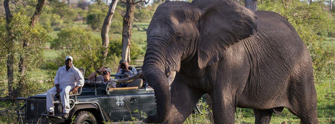 Londolozi Varty Camp