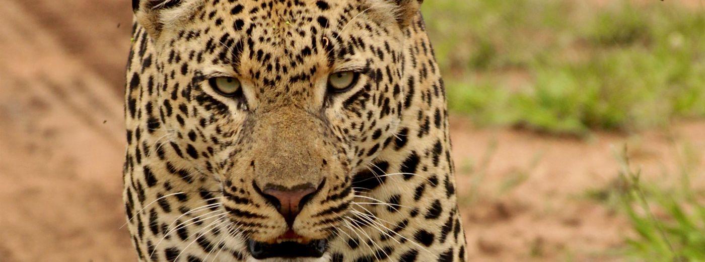 Londolozi Tree Camp