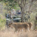 nThambo Tree Camp