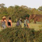 Rhino Plains Camp