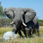 Banoka Bush Camp - 6