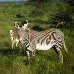 Ashnil Samburu Camp - 6