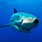 Great white Shark