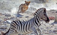 Etosha National Park