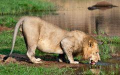 Ruaha National Park