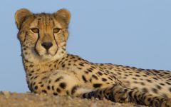 A busy waterhole in the Serengeti