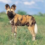 Wild dog